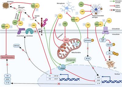 Therapeutic properties of multi-cannabinoid treatment strategies for Alzheimer’s disease